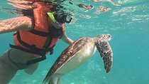 Private Snorkeling with Sea Turtles in Akumal Beach