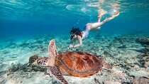 Full Day Snorkeling with Turtles in Sharm El Naga from Hurghada