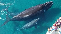 Whale Tour, Sail to Cabo San Lucas Arc + Food