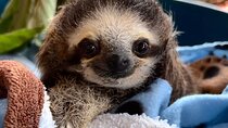 Sloths and Coffee: Tour to a Wildlife Sanctuary and a Coffee Farm
