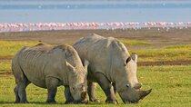 Big 5 Masai Mara and Lake Nakuru 4 Days Safari Private Tour