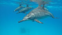 Dolphin House Tours in Marsa Alam
