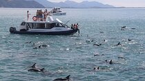 Kaikōura Day Tour From Christchurch With Dolphin Encounter
