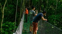 Limón Rainforest Hanging Bridges-Skywalk Tour & Tortuguero Canals