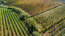 Full-Day Private Bairrada Sparkling Wine Tour from Coimbra