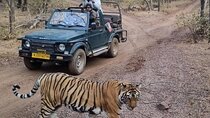 Private Tiger Safari Day Trip Jaipur to Ranthambore