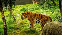 Dublin Zoo Skip-the-line Tickets and Private Transfers 