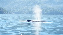 3 Hours of Whale Watching in Puerto Vallarta