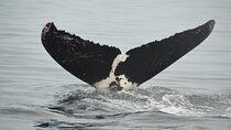 Whale watching 3 hours in Puerto Vallarta