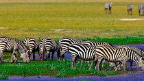 2 Nights 3 Days Amboseli National Park With 4*4 Vehicle 