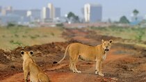 Half Day Tour Nairobi National Park With 4*4 Vehicle