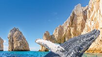 Humpback Whale Watching and Cabo San Lucas Arch Tour