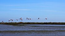 Boat Tour - Bird Observation in the Tejo Nature Reserve