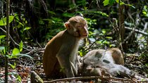 Silver Leaf Monkeys and Firefly Tour in Kuala Lumpur