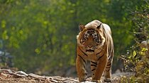 5 Day Private Tour of Tigers, Taj Mahal and Palaces from Cochin