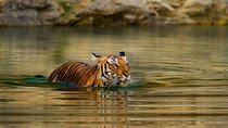 6-Day Private Tour of Indian Wildlife & Palaces from Colombo Port