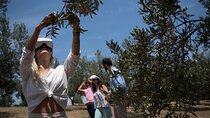 Miraculous Olive Oil Tasting Experience 5-Hour Tour