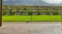Private Constantia Wine Tour with Goodie Bag from Cape Town