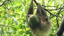 Sloth Tour in La Fortuna Private Guide