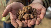 Truffle hunting experience with lunch and Chianti wine tasting