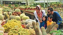 Private Nature Trip to Cameron Highlands from Kuala Lumpur