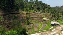 Private tour in Ubud country side
