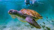 Cenote Turtle and Beach Club Full Day Tour
