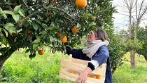 Organic Orange Picking & Jam Making with Farm-to-Table Lunch