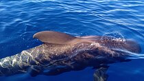 Private Charter 2 Hours Whale Watching Puerto Colon Adeje