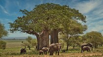 3 Days Safari Tour in Tarangire and Ngorongoro