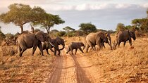 6-Day Luxury Tanzania Premium Safari 