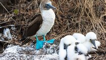 5 Days Guided Galapagos Adventure Trip