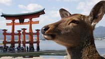 Hiroshima, Miyajima 1 Day Bus with Indian Lunch from Osaka, Kyoto