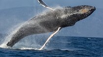 Afternoon Sail With the Whales from Lahaina Harbor