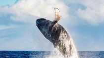 Best Waikiki Whale Watching in Honolulu: Whales Guaranteed