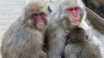 Snow Monkey Nagano Day Tour by Car English Driver in Person Guide