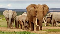 Elephant Safari Private Adventure: Addo National Park Excursion