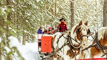 1 Hour Shared Winter Sleigh Ride Experience in Kananaskis