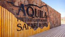 Aquila Safari Game Drive Lunch & Transfers from Cape Town