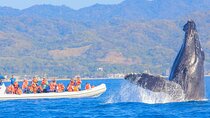 Whale Watching in Puerto Vallarta!