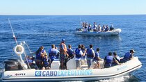 Small-Group Whale Watching Zodiac Boat Cruise in Cabo San Lucas