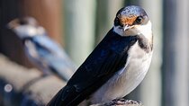 Cape Town Private Birding Tour