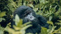 1 Day Gorilla Trekking Safari in Rwanda Volcanoes National Park
