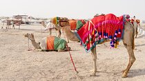 Private Tour Doha Half Day Desert Safari