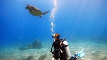 Scuba Diving in Maui with No Experience Needed