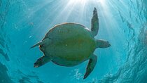 Half Day Akumal Beach Swim and Snorkel with Turtles Experience
