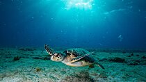 Turtle and Shipwreck Snorkel Private Tour in Barbados