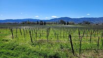 Private Champagne and Wine Tour to Sonoma and Napa