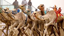 Private Tour Sheikh Faisal Museum and Camel Racing Track