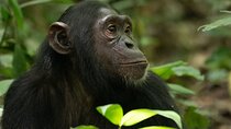 1 Day Ngamba Island Chimpanzee Experience